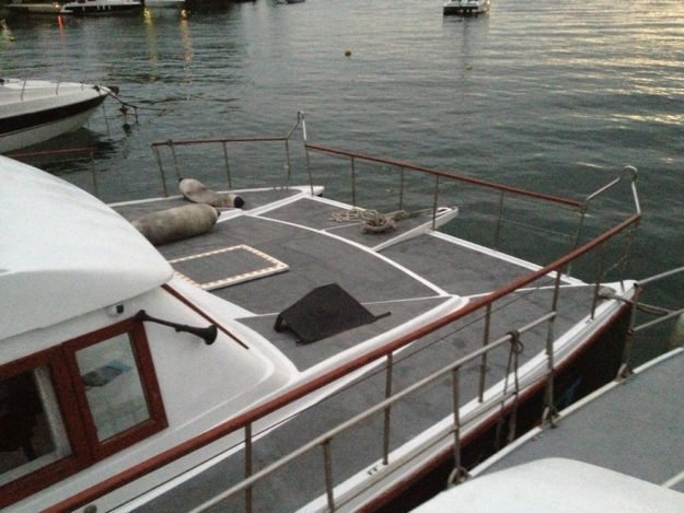 Charter 60 CAT 60 GR